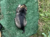 Remi, a female German Shepherd Dog for sale in Georgia, GA – 3 of 4