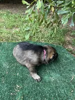 Remi, a female German Shepherd Dog for sale in Georgia, GA – 2 of 4