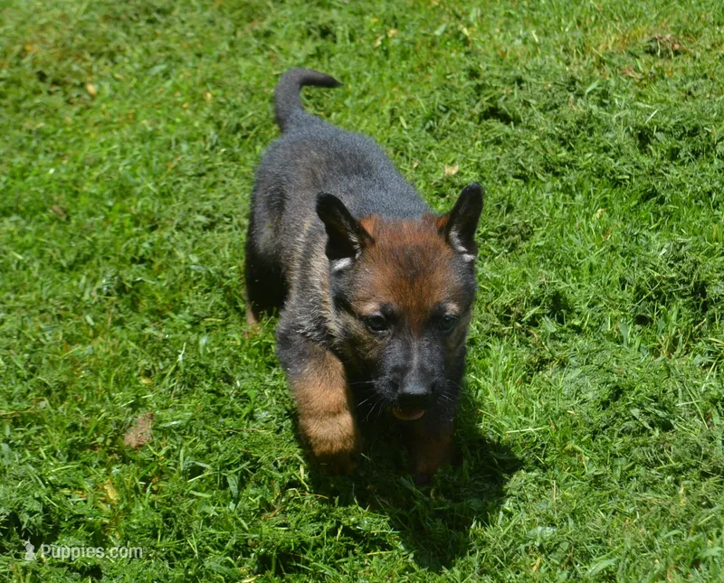 Bane – German Shepherd Dog puppy for sale in Georgia, GA