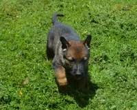 Bane, a male German Shepherd Dog for sale in Georgia, GA – 1 of 4