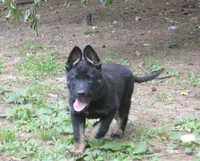charger, a male German Shepherd Dog for sale in Georgia, GA – 4 of 4