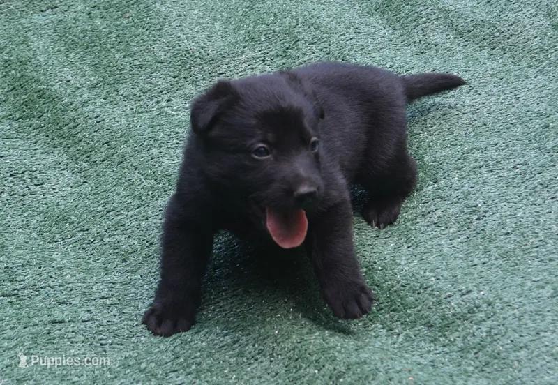 Bo – German Shepherd Dog puppy for sale in Georgia, GA