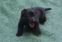 Bo, a  German Shepherd Dog for sale in Georgia, GA – 1 of 1