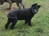 Mia, a female German Shepherd Dog for sale in Georgia, GA – 3 of 4