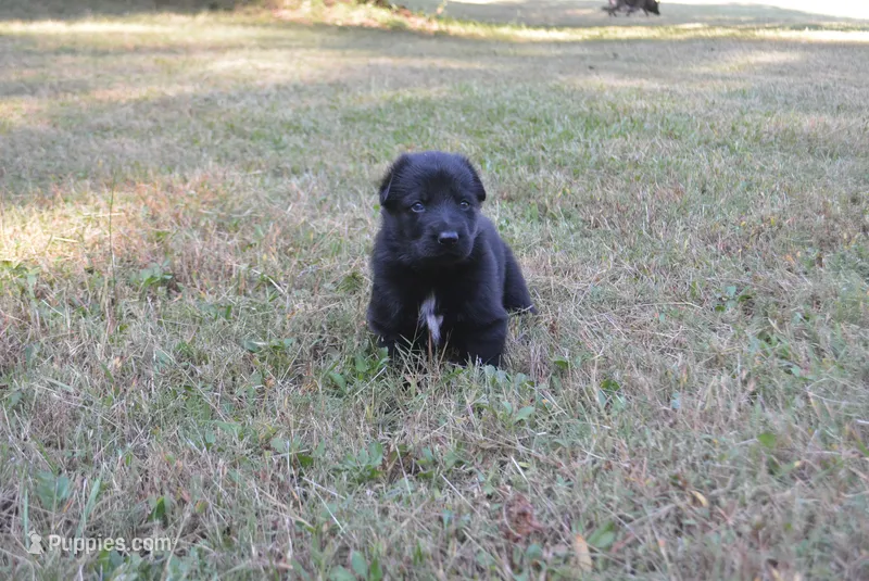 Zora – German Shepherd Dog puppy for sale in Powder Springs, GA