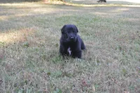 Zora, a female German Shepherd Dog for sale in Powder Springs, GA – 1 of 6