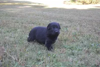 Zicon, a male German Shepherd Dog for sale in Powder Springs, GA – 2 of 4