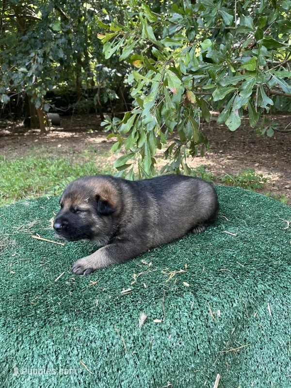 Riken – German Shepherd Dog puppy for sale in Georgia, GA