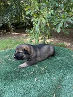 Riken, a male German Shepherd Dog for sale in Georgia, GA – 1 of 4