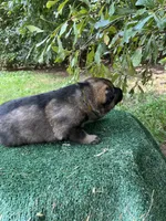 Riken, a male German Shepherd Dog for sale in Georgia, GA – 2 of 4