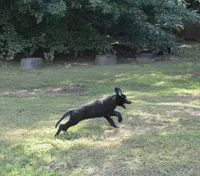 Mia, a female German Shepherd Dog for sale in Georgia, GA – 2 of 4