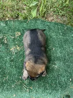 Ruger, a male German Shepherd Dog for sale in Georgia, GA – 3 of 4