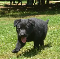 Ida, a female German Shepherd Dog for sale in Georgia, GA – 4 of 4