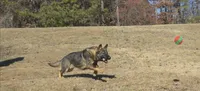 Riken, a male German Shepherd Dog for sale in Powder Springs, GA – 5 of 6