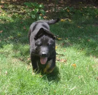 charger, a male German Shepherd Dog for sale in Georgia, GA – 3 of 4