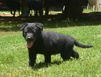 Ida, a female German Shepherd Dog for sale in Georgia, GA – 2 of 4