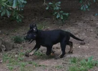 Tilly, a female German Shepherd Dog for sale in Georgia, GA – 1 of 4