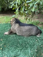 Ruger, a male German Shepherd Dog for sale in Georgia, GA – 4 of 4