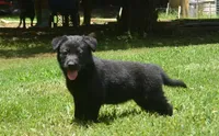 Ida, a female German Shepherd Dog for sale in Georgia, GA – 3 of 4