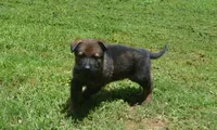 Bane, a male German Shepherd Dog for sale in Georgia, GA – 2 of 4
