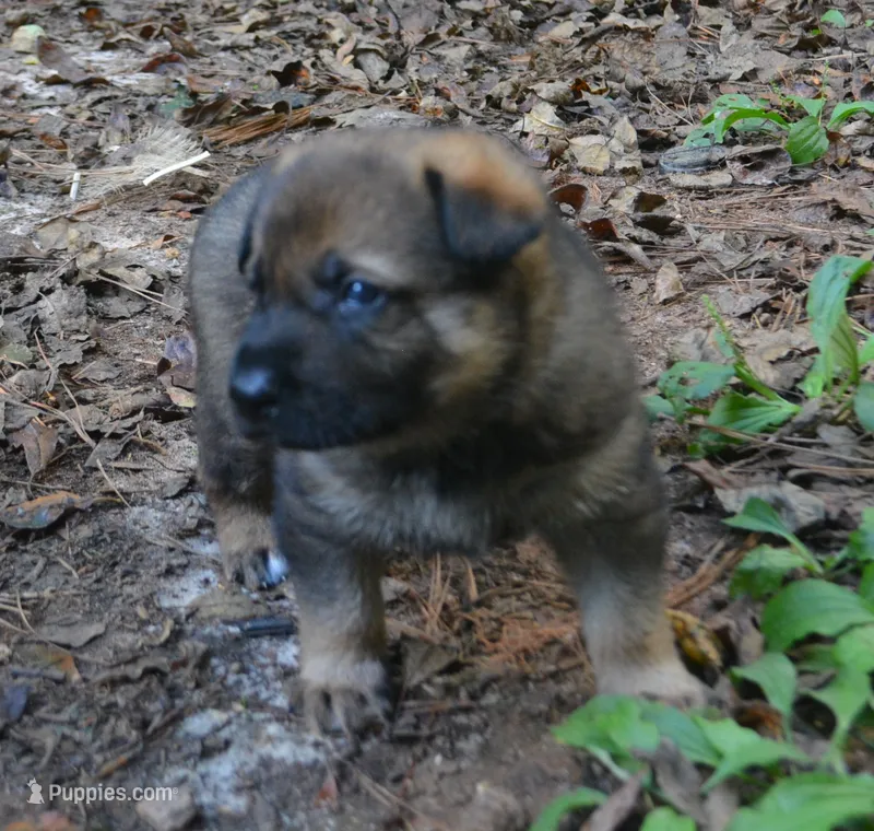 Ruger – German Shepherd Dog puppy for sale in Powder Springs, GA
