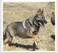 Riken, a male German Shepherd Dog for sale in Powder Springs, GA – 6 of 6