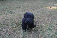 Zora, a female German Shepherd Dog for sale in Powder Springs, GA – 2 of 6