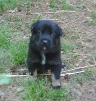 Otto, a male German Shepherd Dog for sale in Georgia, GA – Photo 2 of 4