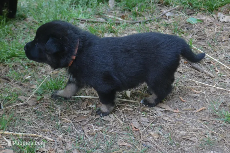 Otto – German Shepherd Dog puppy for sale in Georgia, GA