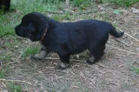 Otto, a male German Shepherd Dog for sale in Georgia, GA – Photo 1 of 4
