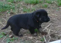 Otto, a male German Shepherd Dog for sale in Georgia, GA – Photo 3 of 4