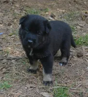 Otto, a male German Shepherd Dog for sale in Georgia, GA – Photo 4 of 4