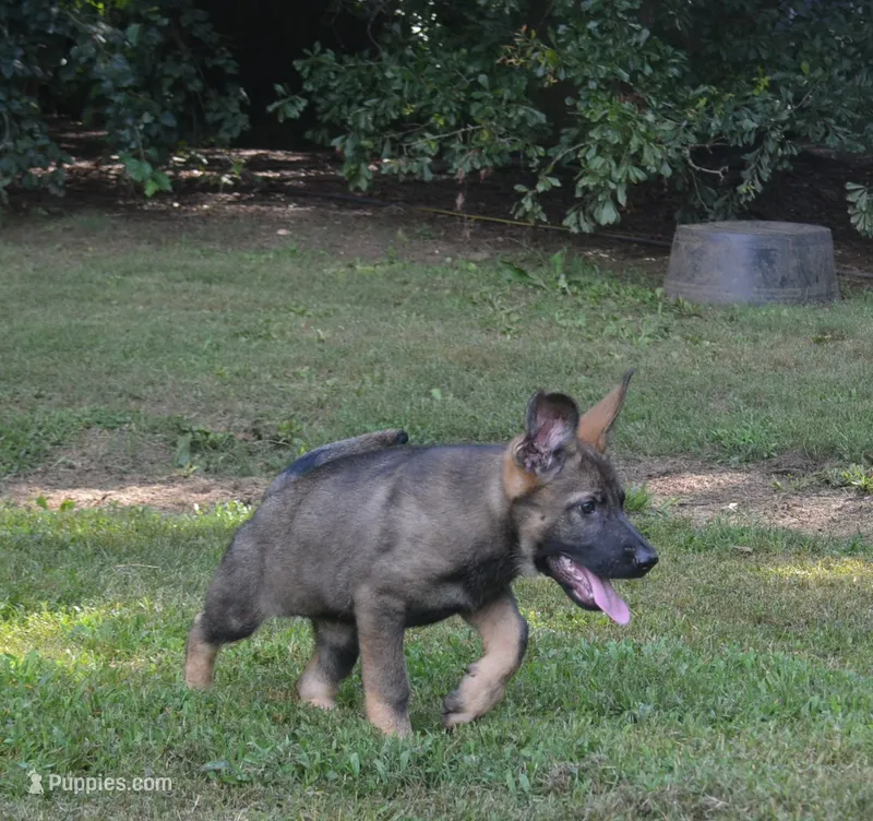 Okona – German Shepherd Dog puppy for sale in Georgia, GA