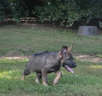 Okona, a female German Shepherd Dog for sale in Georgia, GA – 1 of 3