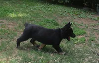 charger, a male German Shepherd Dog for sale in Georgia, GA – 2 of 4