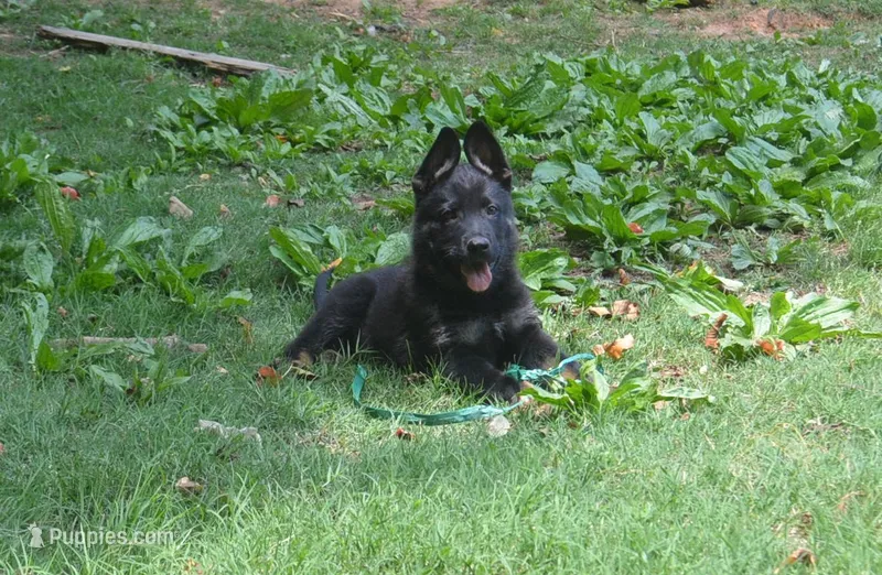 charger – German Shepherd Dog puppy for sale in Georgia, GA