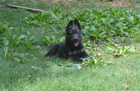 charger, a male German Shepherd Dog for sale in Georgia, GA – 1 of 4