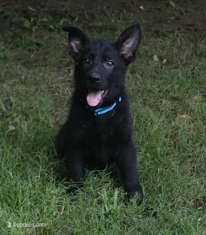 Mia – German Shepherd Dog puppy for sale in Georgia, GA