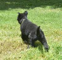 Mia, a female German Shepherd Dog for sale in Georgia, GA – 3 of 3