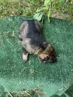 Riken, a male German Shepherd Dog for sale in Georgia, GA – 3 of 4