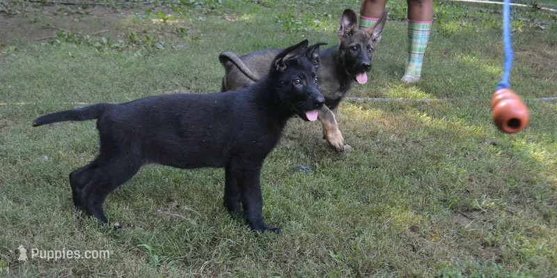 Mia – German Shepherd Dog puppy for sale in Georgia, GA