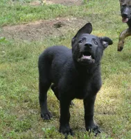 Mia, a female German Shepherd Dog for sale in Georgia, GA – 4 of 4