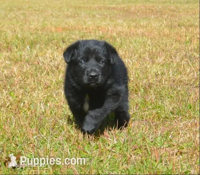 Zora – German Shepherd Dog puppy for sale in Powder Springs, GA