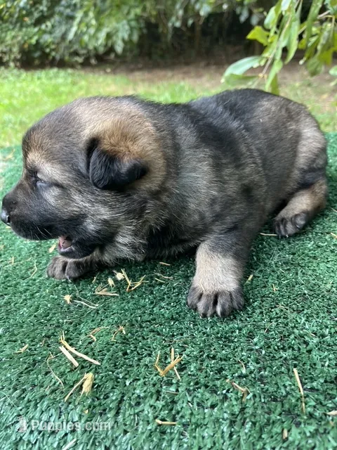 Remi – German Shepherd Dog puppy for sale in Georgia, GA