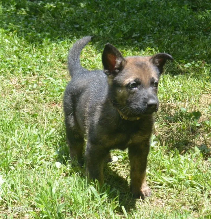 Okona – German Shepherd Dog puppy for sale in Georgia, GA