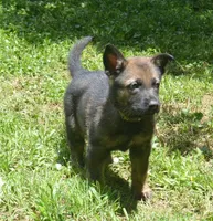 Okona, a female German Shepherd Dog for sale in Georgia, GA – 1 of 3