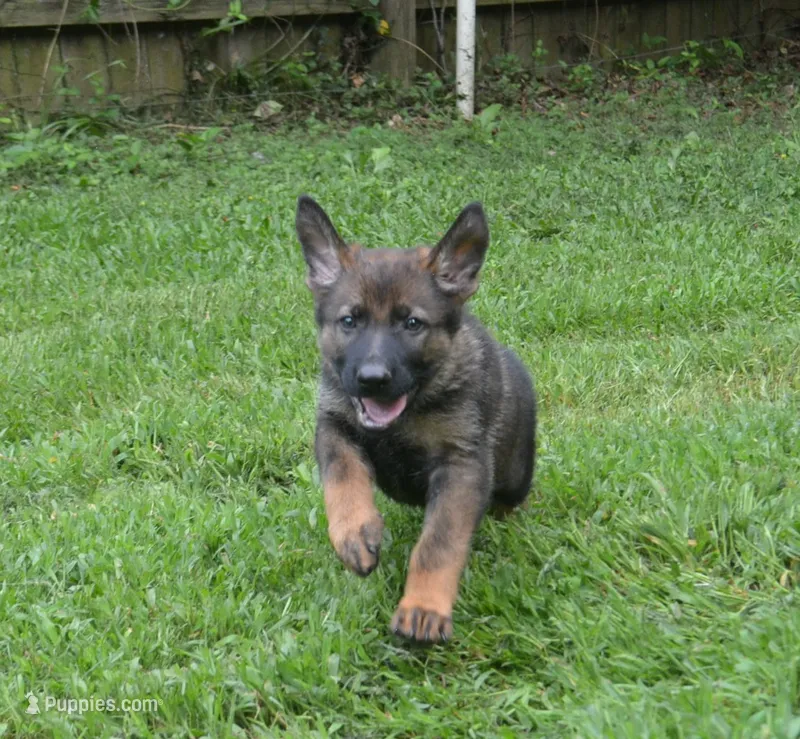 Bane – German Shepherd Dog puppy for sale in Georgia, GA