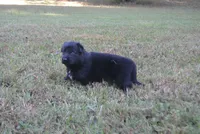 Zora, a female German Shepherd Dog for sale in Powder Springs, GA – 4 of 6