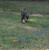 Okona, a female German Shepherd Dog for sale in Georgia, GA – 2 of 3