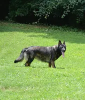Zora, a female German Shepherd Dog for sale in Powder Springs, GA – 6 of 6